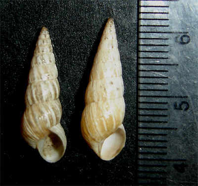 Hygromiidae Cochlicella acuta mm 21.5 x 6.5